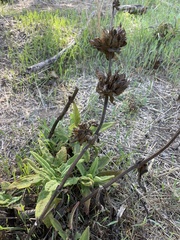 Salvia spathacea