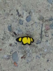 Cyllopoda jatropharia