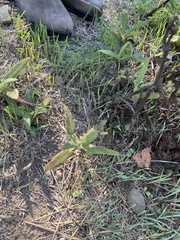 Salvia spathacea