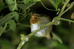 Conopophaga castaneiceps