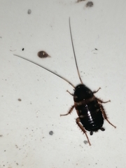 Periplaneta americana