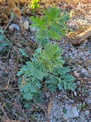 Artemisia absinthium