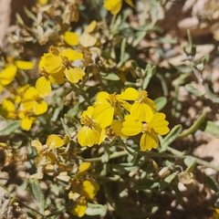 Psilostrophe tagetina