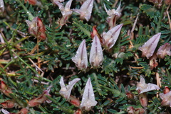 Astragalus balearicus