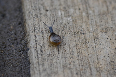 Oxychilus draparnaudi