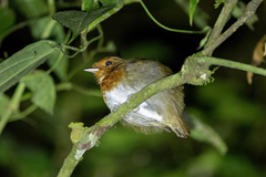 Conopophaga castaneiceps