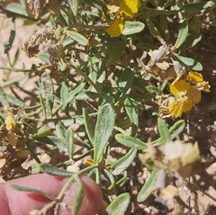 Psilostrophe tagetina