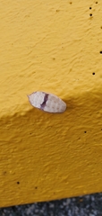 Prolimacodes badia