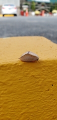 Prolimacodes badia