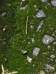 Dicranum montanum