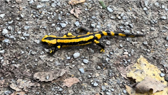 Salamandra salamandra