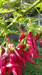 Clianthus maximus