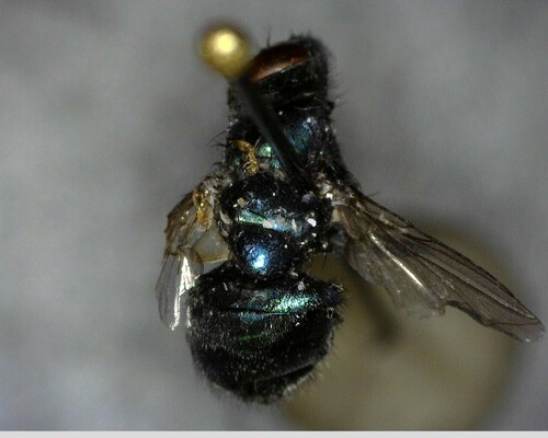 iNaturalist observation photo of Flies