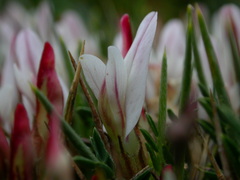 Astragalus balearicus