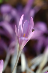 Colchicum speciosum
