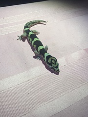 Coleonyx mitratus