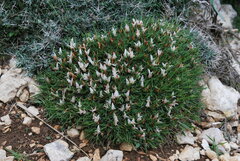 Astragalus balearicus