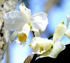 Cattleya trianae