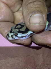 Coleonyx mitratus
