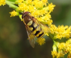 Syrphus
