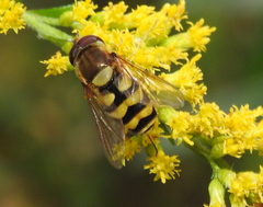 Syrphus