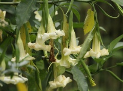 Brugmansia