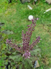 Ocimum tenuiflorum