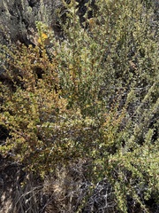 Purshia tridentata