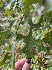 Quercus palustris