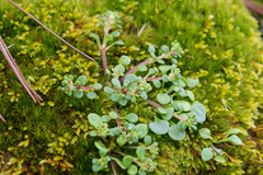 Sedum quadripetalum