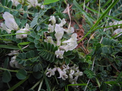 Astragalus depressus