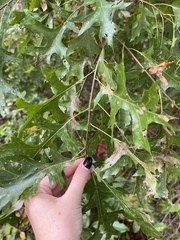 Quercus palustris