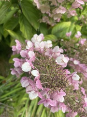 Hydrangea