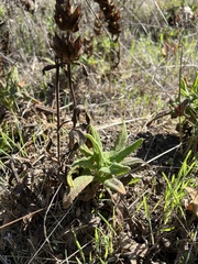 Salvia spathacea