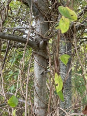 Quercus palustris