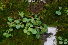 Sedum quadripetalum