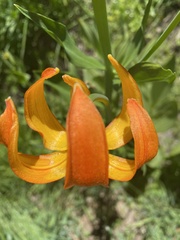 Lilium pardalinum