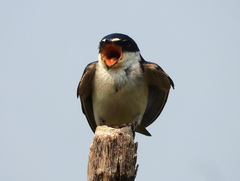 Tachycineta leucorrhoa