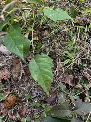 Acer negundo