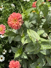 Golovinomyces cichoracearum