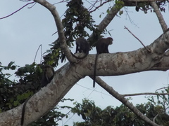 Cercopithecus campbelli