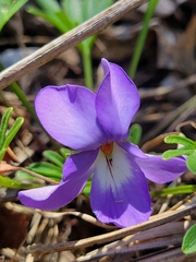 Viola pedata