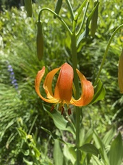 Lilium pardalinum