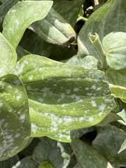 Golovinomyces cichoracearum