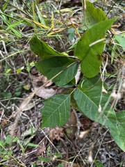 Acer negundo