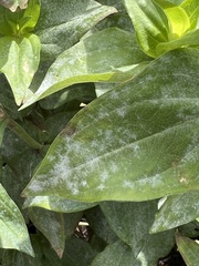 Golovinomyces cichoracearum