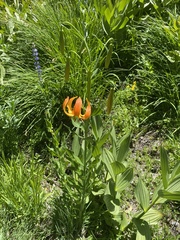 Lilium pardalinum