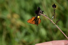 Boloria aquilonaris