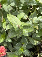 Golovinomyces cichoracearum