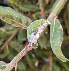 Eriosomatinae